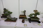 27032026_Hong Kong Flower Show_Hanami Row00117