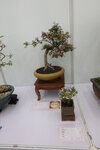 27032026_Hong Kong Flower Show_Hanami Row00126