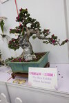 27032026_Hong Kong Flower Show_Hanami Row00128
