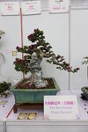 27032026_Hong Kong Flower Show_Hanami Row00129