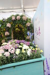 27032026_Hong Kong Flower Show_Hanami Row00154