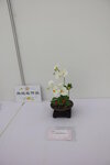 27032026_Hong Kong Flower Show_Hanami Row00187