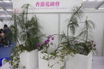 27032026_Hong Kong Flower Show_Hanami Row00243