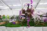 27032026_Hong Kong Flower Show_Hanami Row00275
