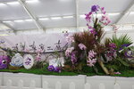27032026_Hong Kong Flower Show_Hanami Row00279