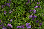 25032015_Hong Kong Flower Show_Viola Tricolor三色堇_1