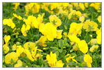25032015_Hong Kong Flower Show_Viola Tricolor三色堇_4