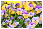 25032015_Hong Kong Flower Show_Viola Tricolor三色堇_5