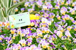 25032015_Hong Kong Flower Show_Viola Tricolor三色堇_6