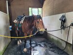 30072025_Samsung Note 20 Ultra_30th round to Hokkaido_Northern Horse Park00061