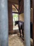 30072025_Samsung Note 20 Ultra_30th round to Hokkaido_Northern Horse Park00063