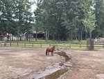 30072025_Samsung Note 20 Ultra_30th round to Hokkaido_Northern Horse Park00065