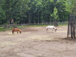 30072025_Samsung Note 20 Ultra_30th round to Hokkaido_Northern Horse Park00066