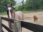 30072025_Samsung Note 20 Ultra_30th round to Hokkaido_Northern Horse Park00067