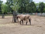 30072025_Samsung Note 20 Ultra_30th round to Hokkaido_Northern Horse Park00071