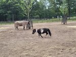 30072025_Samsung Note 20 Ultra_30th round to Hokkaido_Northern Horse Park00072