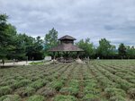 31072025_Samsung Note 20 Ultra_30th round to Hokkaido_Furano Tomita Farm00066