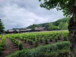 31072025_Samsung Note 20 Ultra_30th round to Hokkaido_Furano Tomita Farm00070