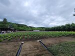 31072025_Samsung Note 20 Ultra_30th round to Hokkaido_Furano Tomita Farm00086