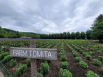 31072025_Samsung Note 20 Ultra_30th round to Hokkaido_Furano Tomita Farm00087