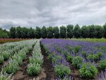 31072025_Samsung Note 20 Ultra_30th round to Hokkaido_Furano Tomita Farm00113