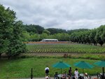 31072025_Samsung Note 20 Ultra_30th round to Hokkaido_Furano Tomita Farm00132