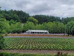 31072025_Samsung Note 20 Ultra_30th round to Hokkaido_Furano Tomita Farm00133