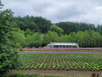 31072025_Samsung Note 20 Ultra_30th round to Hokkaido_Furano Tomita Farm00134