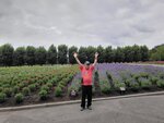 31072025_Samsung Note 20 Ultra_30th round to Hokkaido_Furano Tomita Farm00142