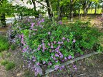 25052026_Samsung Galaxy 20 Ultra_33 round to Hokkaido_Tokachi_Otofukecho_Ryugetsu Sweetpia Garden00019