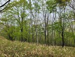 26052026_Samsung Galaxy 20 Ultra_33 round to Hokkaido_Kushiro Shitsugen Kokuritsu Koen00013