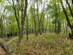 26052026_Samsung Galaxy 20 Ultra_33 round to Hokkaido_Kushiro Shitsugen Kokuritsu Koen00015