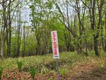 26052026_Samsung Galaxy 20 Ultra_33 round to Hokkaido_Kushiro Shitsugen Kokuritsu Koen00032