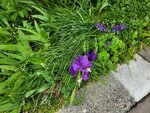 26052026_Samsung Galaxy 20 Ultra_33 round to Hokkaido_Tokachi Daiichi Hotel_Toyotei Morning00036