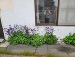 26052026_Samsung Galaxy 20 Ultra_33 round to Hokkaido_Tokachi Daiichi Hotel_Toyotei Morning00038