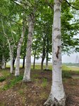 26052026_Samsung Galaxy 20 Ultra_33 round to Hokkaido_Tokachi Daiichi Hotel_Toyotei Morning00131