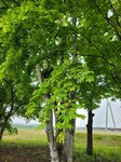 26052026_Samsung Galaxy 20 Ultra_33 round to Hokkaido_Tokachi Daiichi Hotel_Toyotei Morning00132