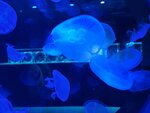 27052026_Samsung Galaxy 20 Ultra_33 round to Hokkaido_Susukino_Moyuk_AOAO Sapporo00162