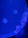 27052026_Samsung Galaxy 20 Ultra_33 round to Hokkaido_Susukino_Moyuk_AOAO Sapporo00172