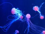 27052026_Samsung Galaxy 20 Ultra_33 round to Hokkaido_Susukino_Moyuk_AOAO Sapporo00180