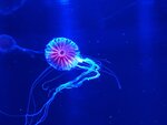 27052026_Samsung Galaxy 20 Ultra_33 round to Hokkaido_Susukino_Moyuk_AOAO Sapporo00186