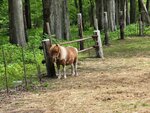27052026_Samsung Galaxy 20 Ultra_33 round to Hokkaido_Tokachi_Kamikawakan_Shikizucho_Moomin Farm00027