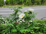 28052026_Samsung Galaxy 20 Ultra_33 round to Hokkaido_Nakajima Koen00108