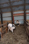 27052026_Sony EOS A6000_33 round to Hokkaido_Tokachi_Kamikawakan_Shikizucho_Moomin Farm00017