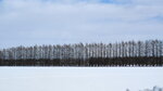 10022025_Canon EOS M3_29th round to Hokkaido_Tokachi Shirakaba Namiki00004