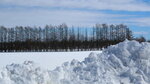 10022025_Canon EOS M3_29th round to Hokkaido_Tokachi Shirakaba Namiki00006