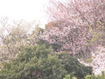 6-10 April 2006_京阪神之旅_嵐山風景區00022