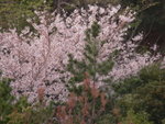 6-10 April 2006_京阪神之旅_嵐山風景區00023