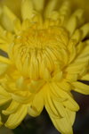 31012014_Chinese New Year Flowers at Home00011