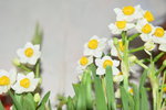 31012014_Chinese New Year Flowers at Home00013